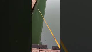 Fishing a swim bait at the docks fishing fishingvideo [upl. by Riordan]