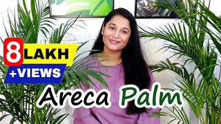 Areca Palm Complete Care Tips  How to Save and Water Areca Palm Leaves  gardening arecapalm [upl. by Thorncombe392]