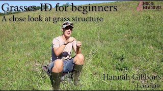 Grasses ID for beginners  A close look at grass structure [upl. by Daniala545]