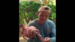 Les presento al pollo mas raro del mundo el pollo sin plumas 😱  Don Luchito [upl. by Trent]