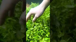 BACOPA Caroliniana Yellow Flame 🔥 Aquarium Plant For Sale [upl. by Anneh]