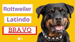 Rottweiler Latindo Bravo  Latindo Alto [upl. by Oisor636]