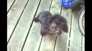 Miniature Poodle TRICKS [upl. by Enoid]