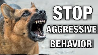 How to Stop Dog Reactivity The Ultimate Guide [upl. by Alwitt911]