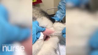 Electrochemotherapy injections in small animal medicine [upl. by Ahsemak105]