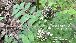 쥐오줌풀 Valeriana fauriei 야생화를 찾아서114 in search of wildflowers 한밭수목원 Daejeon Hanbat Arboretum [upl. by Hanala]