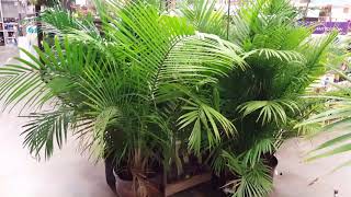 5 Tips for Indoor Palm Care  Donna Joshi [upl. by Aniteb]