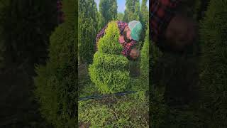 Tuja aurea nana ogród diy bonsai niwaki rośliny topiary [upl. by Latsyrd]