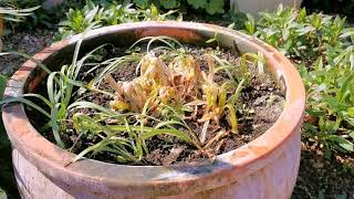 Agapanthus in Pots [upl. by Elaval649]