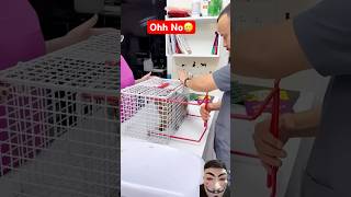 Cat’s Reaction while Injecting😳🔥 shorts trendingshorts viralshorts animals cat cats new [upl. by Kathleen85]