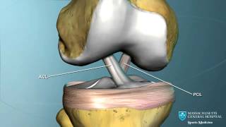 Part I Knee Anatomy [upl. by Shana471]