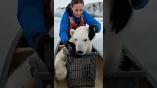 Adorable Bear Cub Trapped in Basket Saved by Compassionate Humans polarbear animals sea [upl. by Bal805]