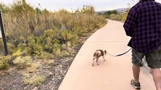 A Dog Walk at Wetlands Park Locals get back to nature [upl. by Nottirb]