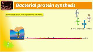 mechanism of action of streptomycin [upl. by Adnovad]