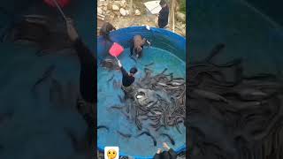 Amazing Fact about Fish Farming fish fishfarming amazingfacts fishing factsinhindi amazing [upl. by Eednas]