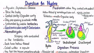 digestion in hydra  class 11 [upl. by Baggett]