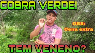 COBRA VERDE TEM VENENO Apresentando a  philodryas olfersii [upl. by Gallard]