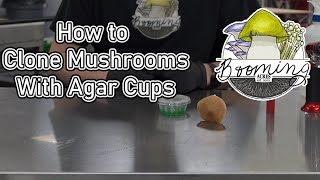 Using Agar Cups For Cloning Mushrooms [upl. by Ainoz]