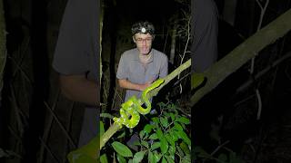 One of the most beautiful snakes in the world emerald tree boa in South America [upl. by Campman369]