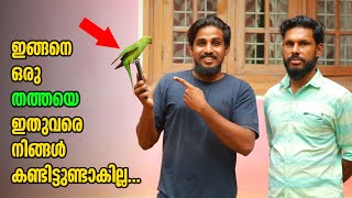 തത്ത വളർത്തൽ 🦜😍  parrot caring  malayalam pets video  pets video malayalam  parrot food style [upl. by Still]