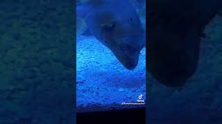 Please subscribe for Philip dogface pufferfish reef reeftank saltwater fyp trending [upl. by Samot]