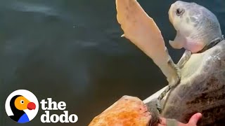 Family Works Together To Rescue Suffocating Turtle  The Dodo [upl. by Photima]