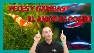 Peces y Gambas en un ACUARIO JUNTOS [upl. by Eldreeda208]