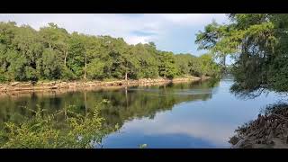 Sturgeon jumping from Suwannee River Rondavoo Campsite [upl. by Abeu529]