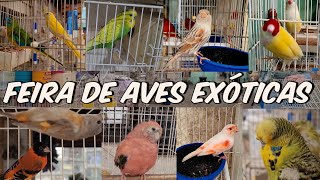 Feira de aves Exóticas [upl. by Dael132]