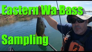 Potholes amp Evergreen Reservoir Bass Kayak Fishing Washington [upl. by Esenahs]