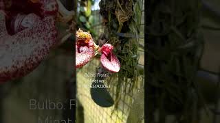 Bulbo Frostii orchid plants flowers anggrek shorts [upl. by Michaeline478]