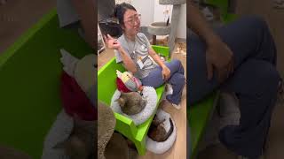 Why are adult cats in shelters [upl. by Almita51]