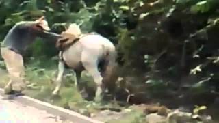 Borracho quiere subir a Caballo Vídeo Gracioso [upl. by Meill894]