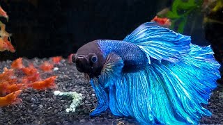 7 Most Popular Betta Tank Mates You Need to Try [upl. by Afinom]