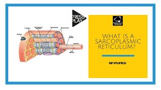 What is a Sarcoplasmic Reticulum [upl. by Nemsaj]