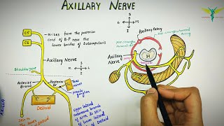 Axillary NerveCircumflex Nerve  Easy hand drawn explaination [upl. by Nivrad]