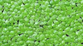 Water Plants For Sale Online [upl. by Obellia]