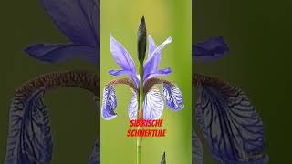 Sibirische Schwertlilie Iris sibirica [upl. by Stalk317]