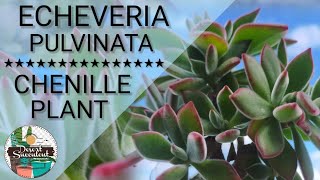 15 Chenille Plant Echeveria Pulvinata Succulent Care Guide  다육식물 多肉植物 Suculentas [upl. by Aniratac291]