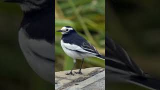 White Wagtail birds birdsounds birdslover natureandbirdssoundsrelaxingmusic [upl. by Darcie]