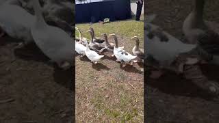 Marching geese 😲😊 parade cute Puyenbroeck shorts [upl. by Gemma]