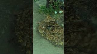 Remove Leaves Flow Clogged Culvert Drain unclog drain remove shorts [upl. by Pump]