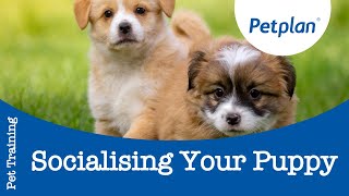 Puppy Socialisation Tips to Socialise a Puppy  Petplan [upl. by Libb517]