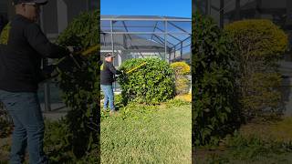 Daily dose of trimming satisfaction trimmer trimming lawncare shrubs shorts gardener satisfy [upl. by Godliman184]