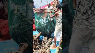 Tuna Fish  Big size Tuna fish caught by fisherman in purse seine fishing net at Ratnagiri [upl. by Noryk962]