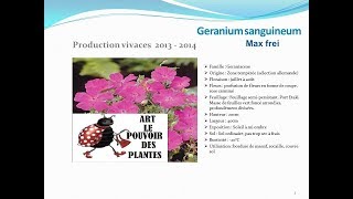 Geranium sanguineum max frei plante vivace [upl. by Mcnelly]