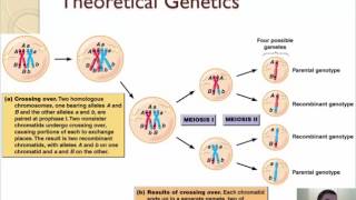 101  Meiosis [upl. by Gio]