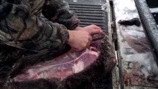 Skinning a Beaver made simple [upl. by Forrest]