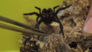 Funnel Web spiders  Dr Robert Raven [upl. by Vivien66]