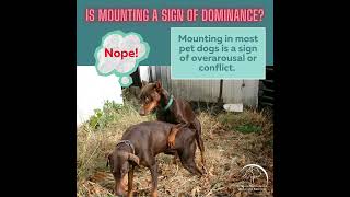 Is mounting in dogs a sign of dominance [upl. by Akitahs538]